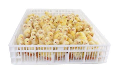 Plateau d’éclosion